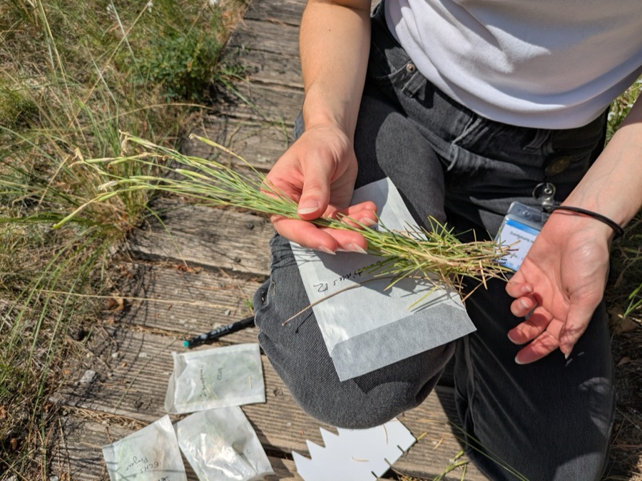 Field sample being bagged and labeled