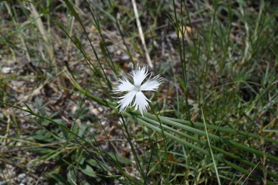 Dianthus serotinus flower in the wild